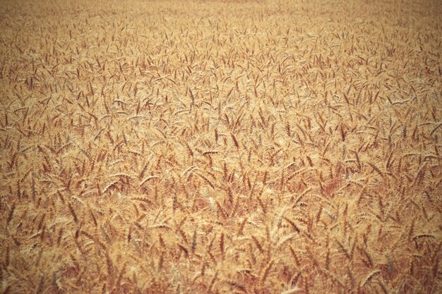 «Фон пшеничного поля»