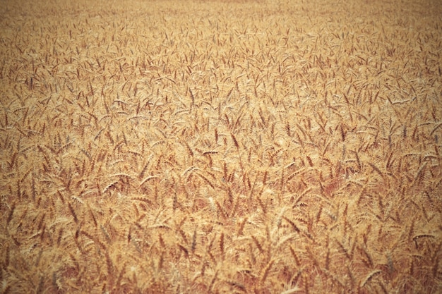 "Background of wheat field"