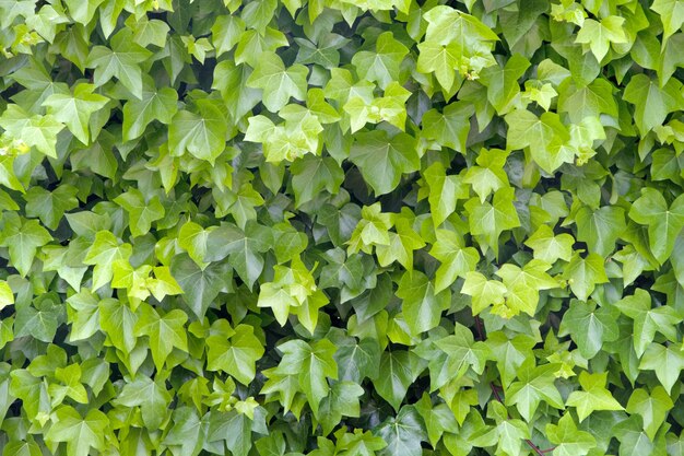 winegrape 잎의 배경