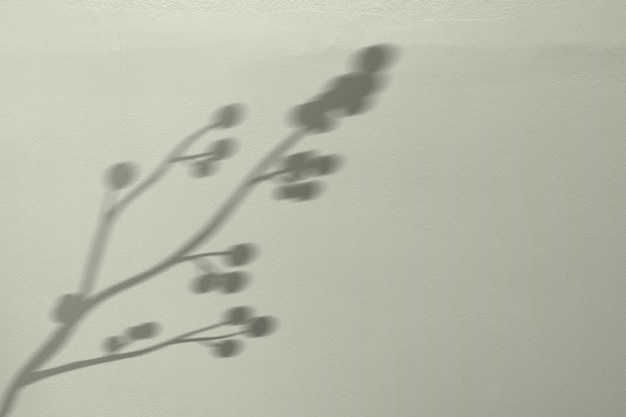 Background with blooming cotton branch shadow