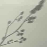 Foto gratuita sfondo con ombra di ramo di cotone in fiore