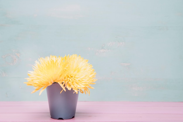 Background with flowers in pot