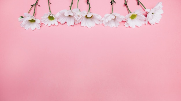 Background with flowers on top