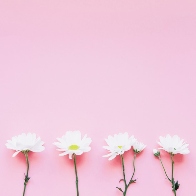 Free photo background with four flowers on bottom