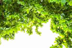 Free photo background with green leaves