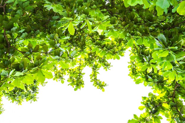 Background with green leaves