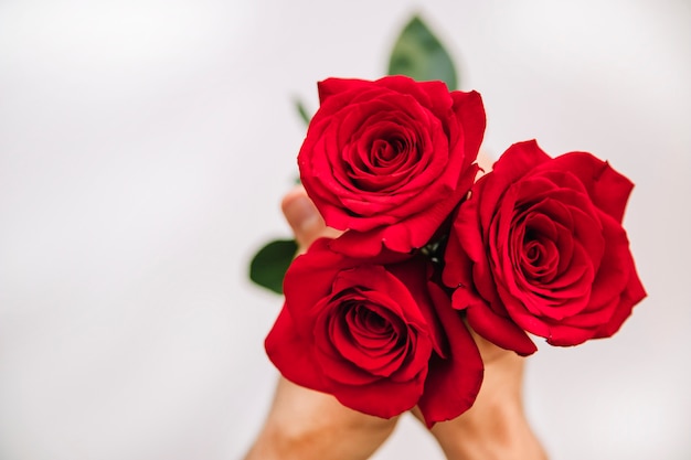 Background with hands holding beautiful roses