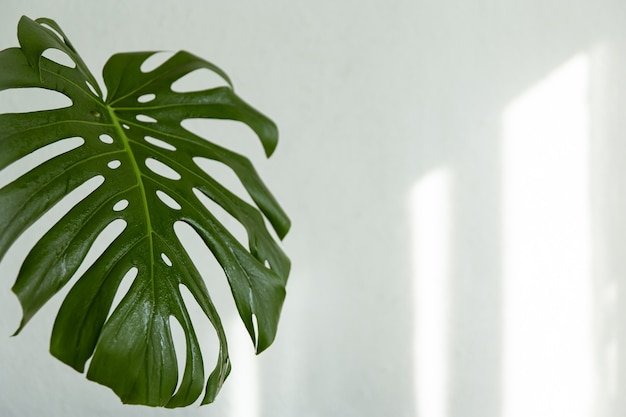 Background with natural monstera leaf with sunbeams on the wall copy space.