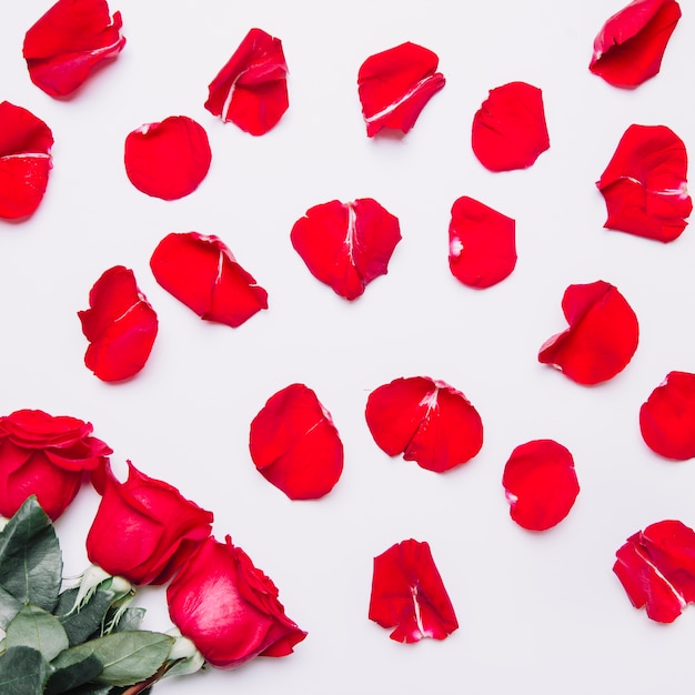 Background with rose petals