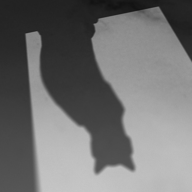 Free photo background with shadow of cat sitting on a window