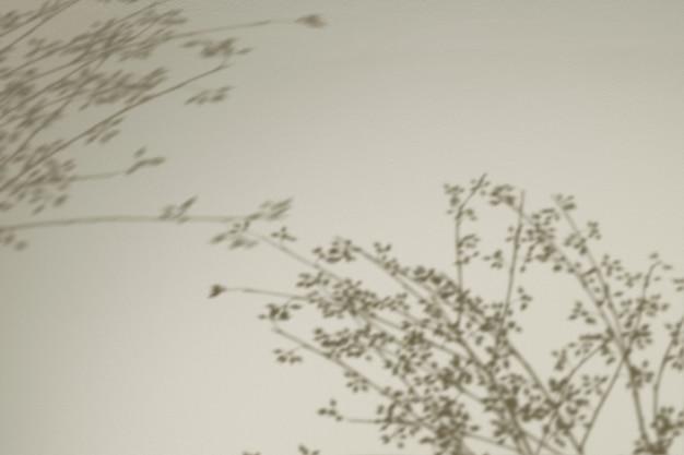 無料写真 花の枝の影と背景
