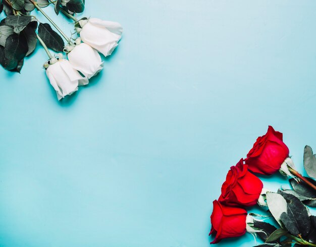 Background with white and red roses