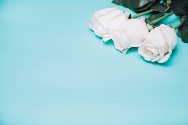 Background with white roses