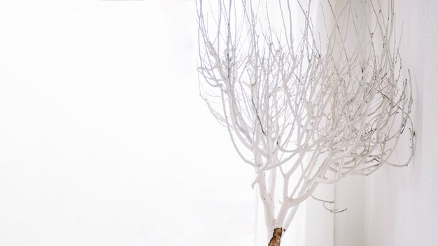 Background with white tree