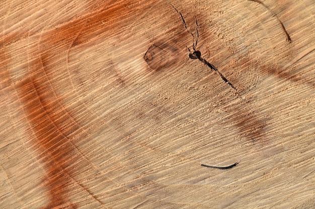 Background of wooden texture with rings