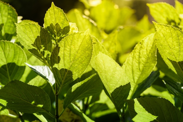 Free photo backlight leaf background