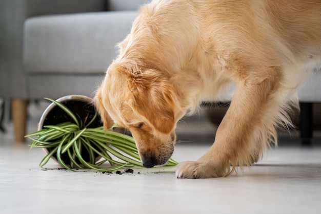 Foto gratuita il cane cattivo fa un pasticcio