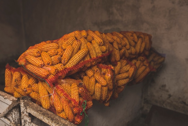 Bags with corn on farm