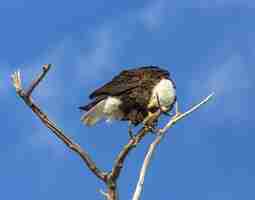 Free photo bald eagle perched in tree