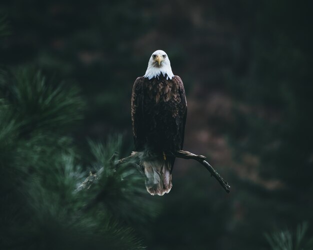 Bald eagle on a tree branch looking for its prey