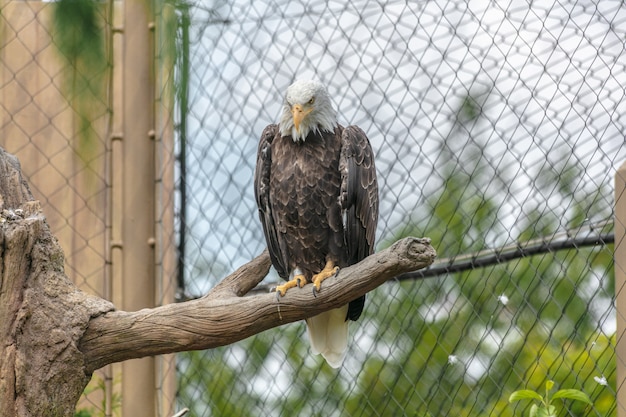 Aquila calva con un becco giallo seduto su un ramo di un albero circondato da recinzioni a catena in uno zoo