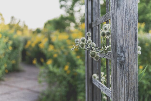 Ball-headed plants growing through the wooden frame in the park with yellow flowers