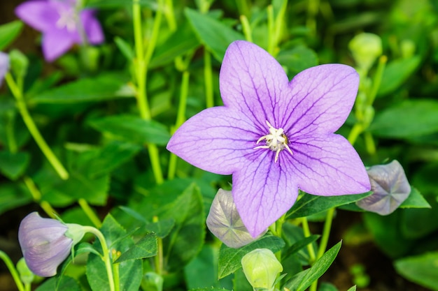 Foto gratuita fiore di campanulaceae di palloncino