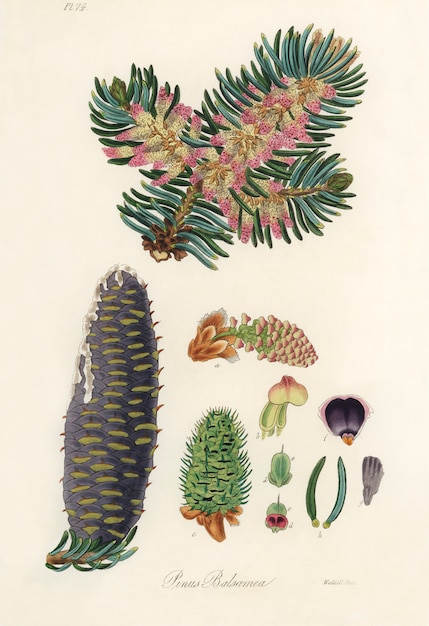 Бальзам (Pinus balsamea) Иллюстрация из медицинской ботаники (1836)