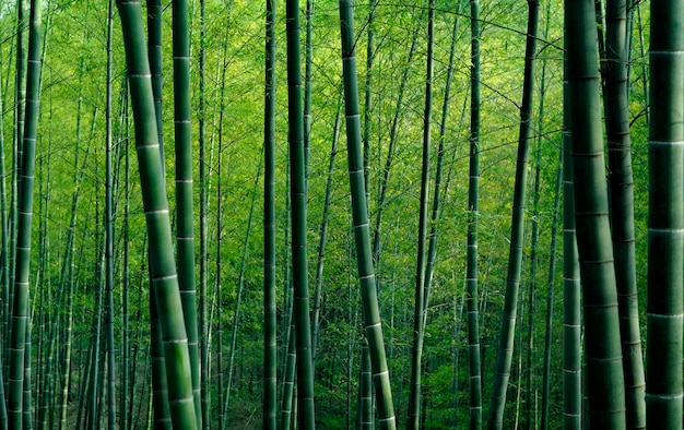 Foto gratuita foresta di bambù in cina