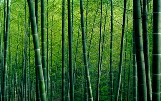 Bamboo forest in china