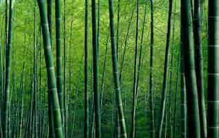 Free photo bamboo forest in china