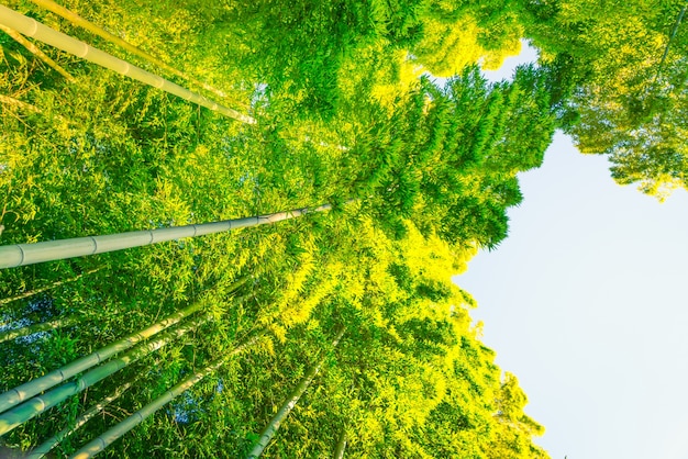 Бамбуковый лес (фильтрованное изображение обрабатывается эффект винтажной.)