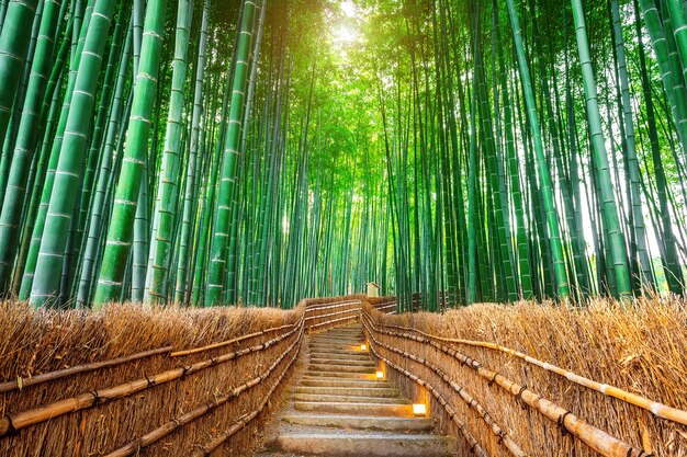 竹 写真 30 000 高画質の無料ストックフォト