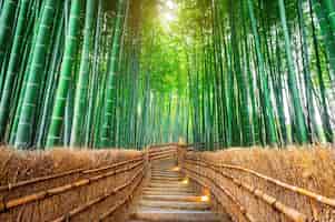 Free photo bamboo forest in kyoto, japan.