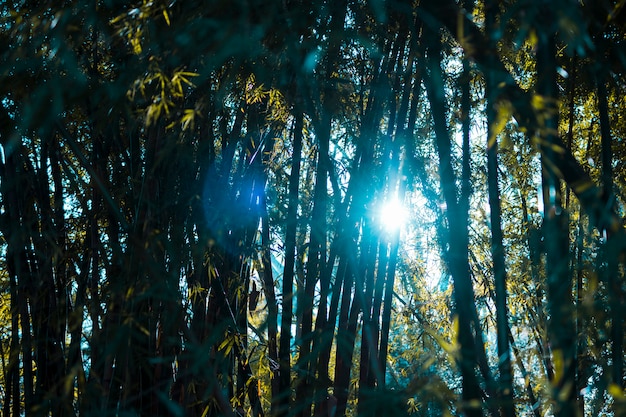 Бамбуковый лесной пейзаж