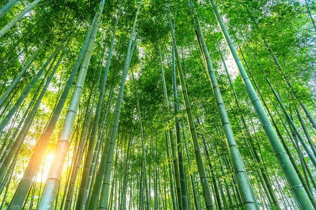 竹 写真 30 000 高画質の無料ストックフォト