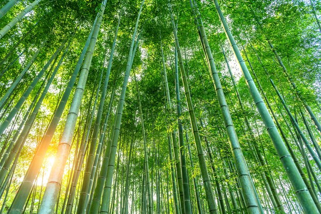 竹林。自然の背景。
