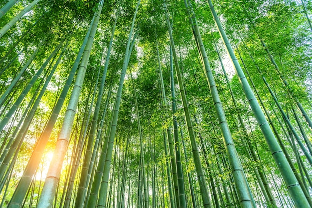 竹林。自然の背景。