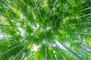 Bamboo forest. nature background.