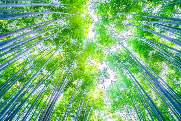 Bamboo forest