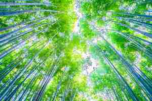 Free photo bamboo forest