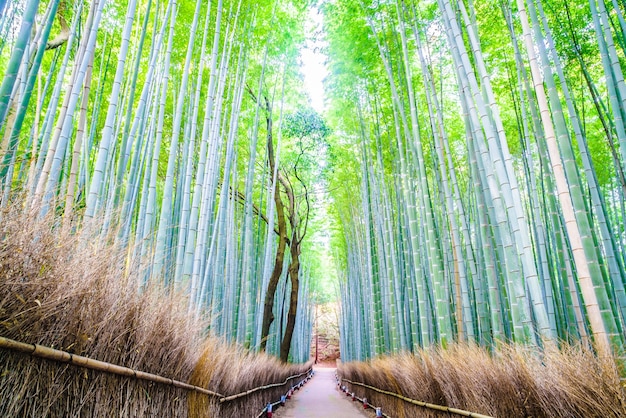 Free photo bamboo forest