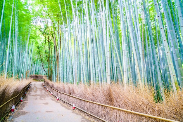 Foto gratuita foresta di bamboo