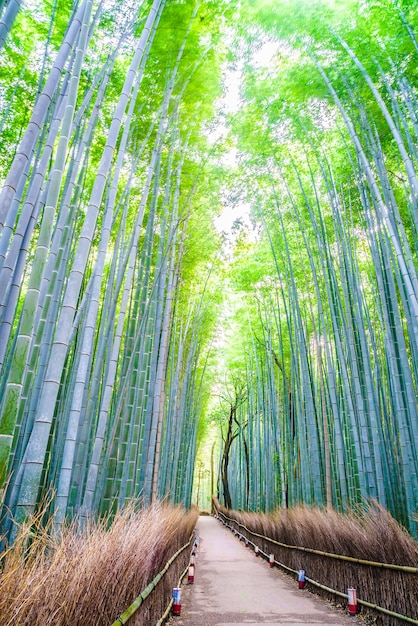 Foto gratuita foresta di bamboo