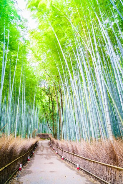 Bamboo forest