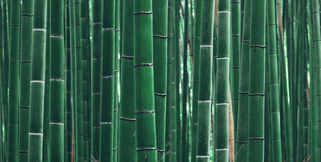 Bamboo Grove panorama in Arashiyama, Kyoto, Japan.