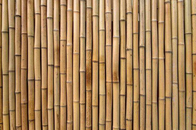 Bamboo texture