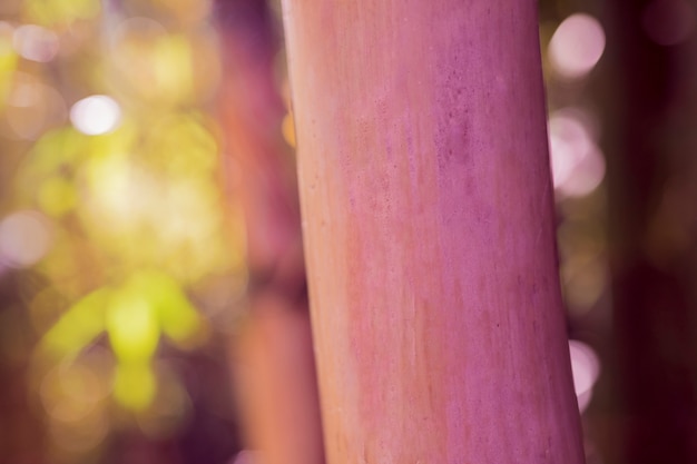 Free photo bamboo texture