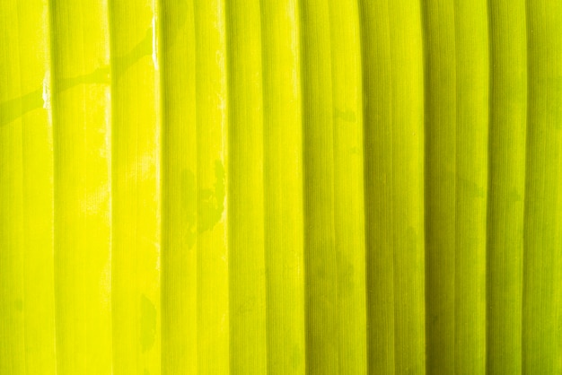 Banana leaf front view background