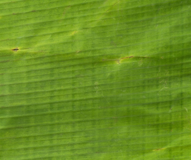 banana leaf